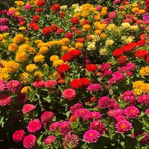 Meet your Posher, Linnette